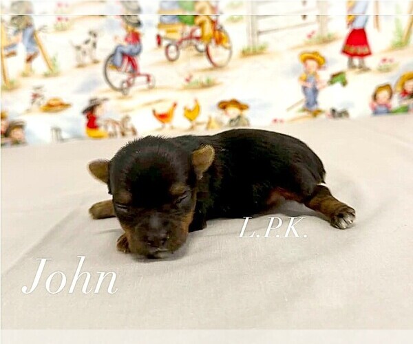 Medium Photo #1 Yorkshire Terrier Puppy For Sale in WINNSBORO, LA, USA
