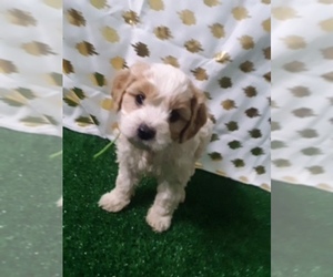 Cavachon Puppy for sale in SCOTTVILLE, MI, USA