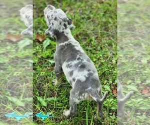 Catahoula Leopard Dog Puppy for sale in MORAN, MI, USA
