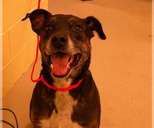 Medium Labrador Retriever Mix