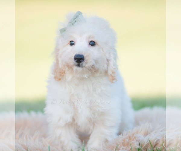 Medium Photo #5 Goldendoodle (Miniature) Puppy For Sale in WARSAW, IN, USA