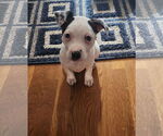 Small #1 American Pit Bull Terrier-American Staffordshire Terrier Mix