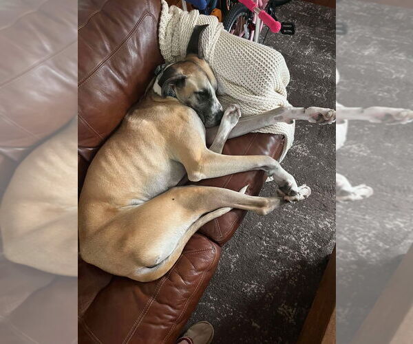 Medium Photo #5 Great Dane Puppy For Sale in Bullard, TX, USA