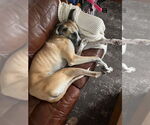 Small #4 Great Dane