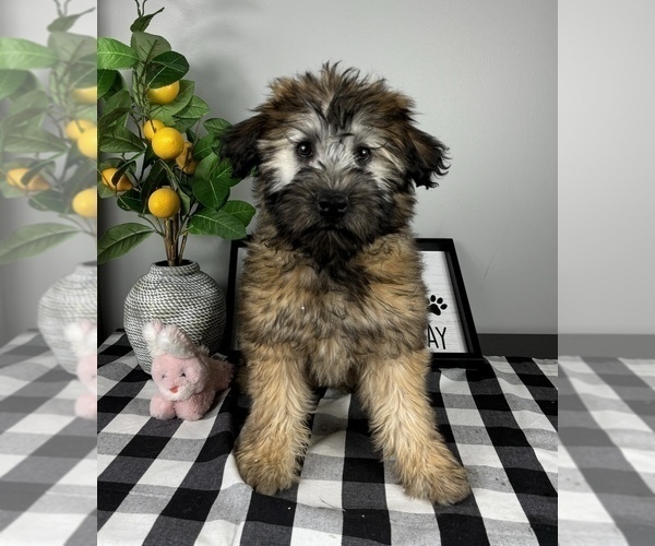 Medium Photo #5 Soft Coated Wheaten Terrier Puppy For Sale in FRANKLIN, IN, USA