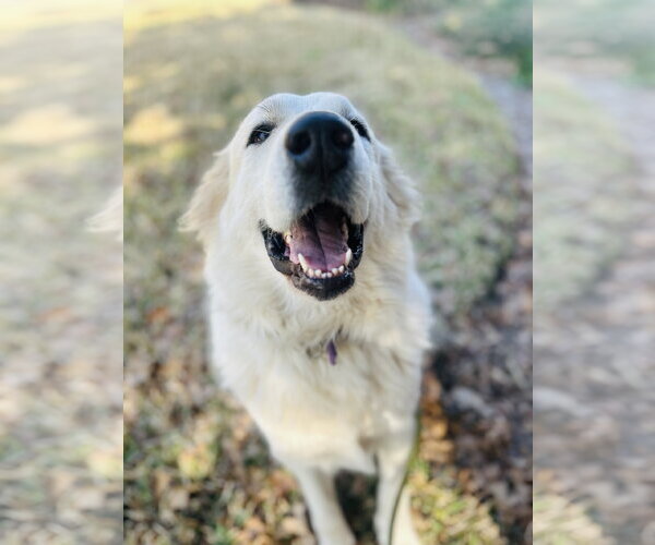 Medium Photo #14 Great Pyrenees Puppy For Sale in Spring, TX, USA