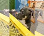 Small #1 Mutt