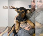 Small Photo #3 Shepradors Puppy For Sale in Southbury, CT, USA