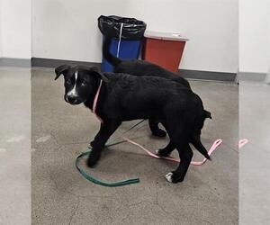 Medium American Pit Bull Terrier-Huskies  Mix