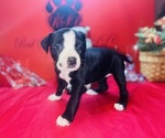 Small Photo #39 American Pit Bull Terrier Puppy For Sale in TRENTON, NJ, USA