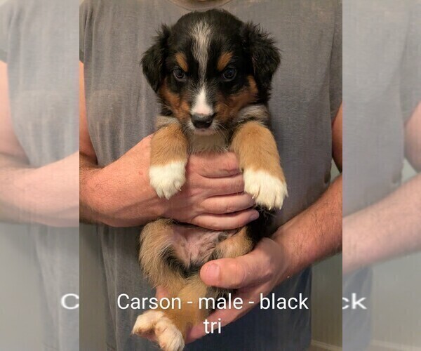 Medium Photo #9 Australian Shepherd Puppy For Sale in PAMPLIN, VA, USA