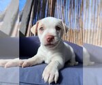 Small Photo #5 American Pit Bull Terrier-Chihuahua Mix Puppy For Sale in OKLAHOMA CITY, OK, USA