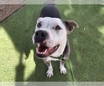 Small #4 Bullboxer Pit