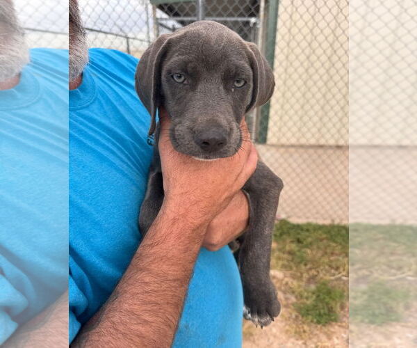 Medium Photo #1 Mutt Puppy For Sale in Grafton, WI, USA