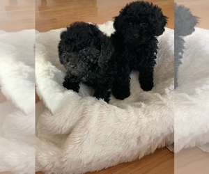 Poodle (Toy) Puppy for sale in SUISUN CITY, CA, USA