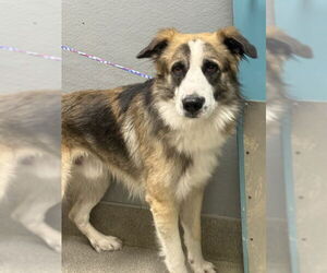 Anatolian Shepherd-Unknown Mix Dogs for adoption in Las Vegas, NV, USA