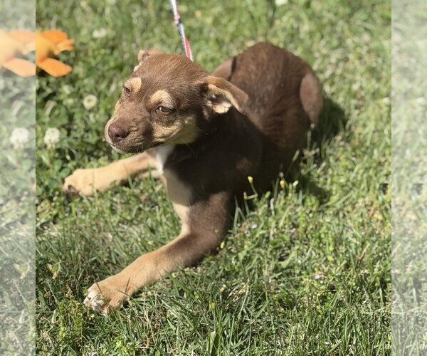 Medium Photo #2 Labrador Retriever-Unknown Mix Puppy For Sale in Yardley, PA, USA