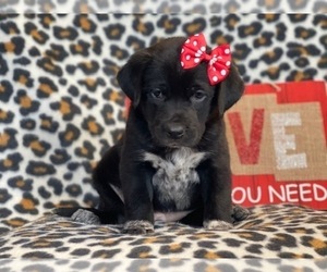 Australian Cattle Dog-Border Collie Mix Puppy for sale in LAKELAND, FL, USA