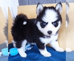 Small Photo #3 Pomsky Puppy For Sale in PUNTA GORDA, FL, USA