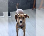 Small #12 Australian Shepherd-Feist Terrier Mix