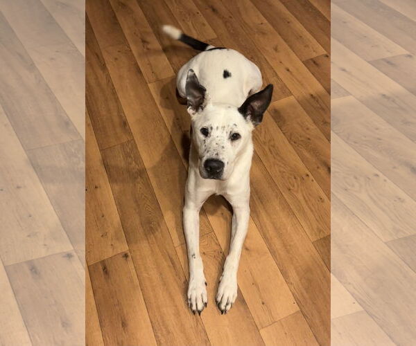 Medium Photo #3 Mutt Puppy For Sale in Harrison, AR, USA