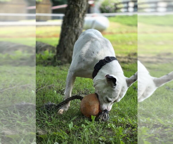 Medium Photo #2 American Pit Bull Terrier-Unknown Mix Puppy For Sale in Osgood, IN, USA