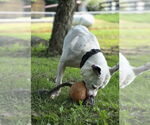Small #1 American Pit Bull Terrier Mix