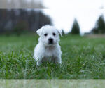 Small Photo #2 West Highland White Terrier Puppy For Sale in WARSAW, IN, USA