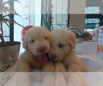 Small #5 Labradoodle