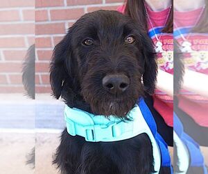 Mutt Dogs for adoption in Carrollton, TX, USA