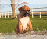 Small Photo #2 Boxer Puppy For Sale in CHILHOWEE, MO, USA