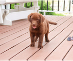 Small #3 Labrador Retriever