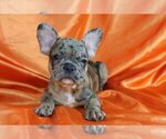 Small Photo #1 French Bulldog Puppy For Sale in GWYNEDD VALLEY, PA, USA
