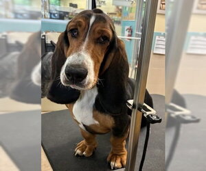 Basset Hound Dogs for adoption in Petaluma, CA, USA