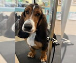 Small Basset Hound