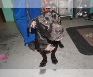 Medium American Pit Bull Terrier-Dachshund Mix
