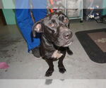 Small American Pit Bull Terrier-Dachshund Mix