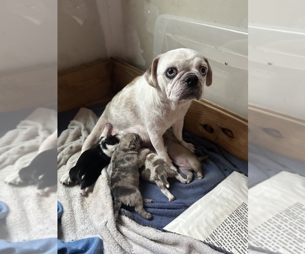 Medium Photo #1 Pug Puppy For Sale in SPRING MILLS, PA, USA