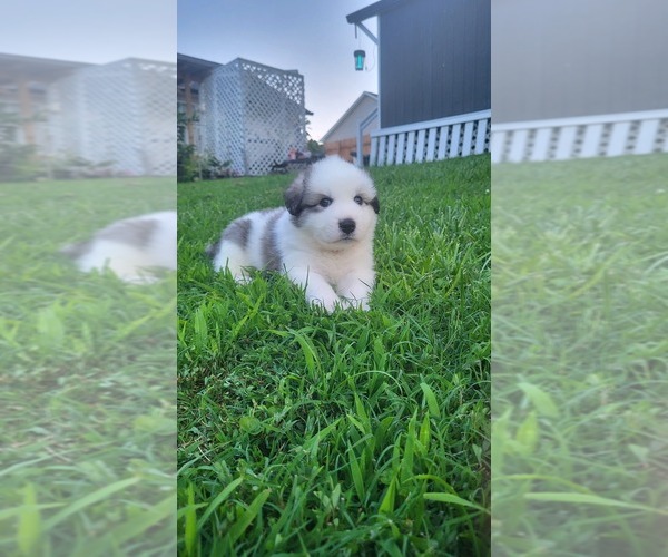 Medium Photo #4 Pyrenees Husky Puppy For Sale in THOMASVILLE, NC, USA