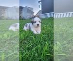 Small #1 Pyrenees Husky