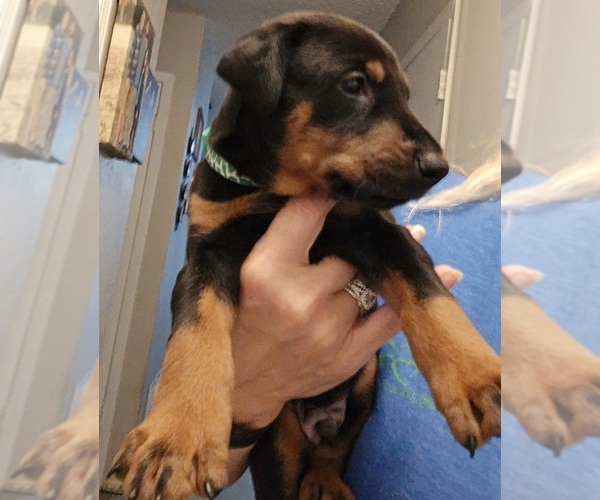 Medium Photo #2 Doberman Pinscher Puppy For Sale in BEGGS, OK, USA