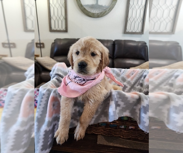 Medium Photo #7 Golden Retriever Puppy For Sale in BURKBURNETT, TX, USA