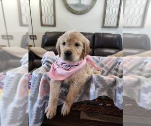 Medium Golden Retriever