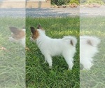Small #3 Papillon