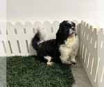 Small Photo #1 Shih Tzu Puppy For Sale in MIDDLEBURY, IN, USA