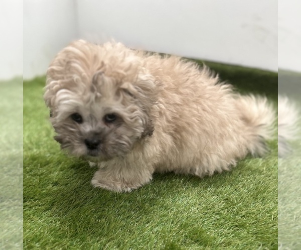 Medium Photo #1 Poodle (Miniature) Puppy For Sale in LOUISVILLE, KY, USA