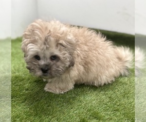 Poodle (Miniature) Puppy for sale in LOUISVILLE, KY, USA