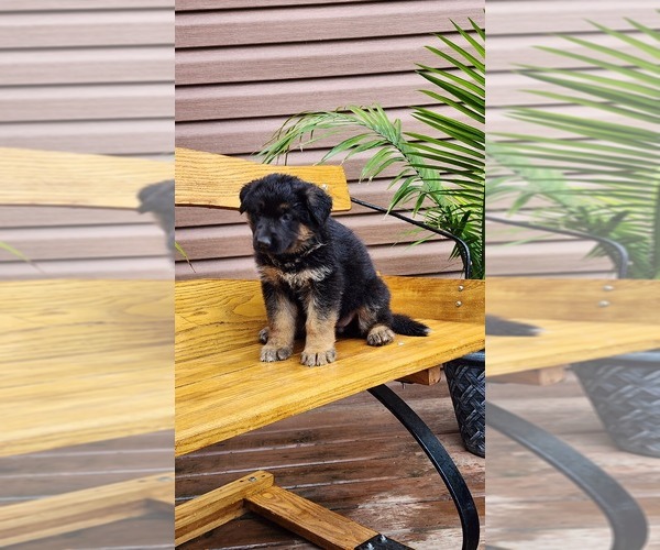 Medium Photo #19 German Shepherd Dog Puppy For Sale in GREENWOOD, WI, USA