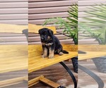 Small #4 German Shepherd Dog