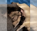 Small #5 French Bulldog